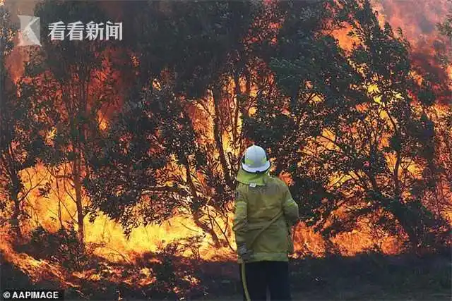 澳大利亚山火肆虐 数百考拉被烧成黑炭死状凄惨