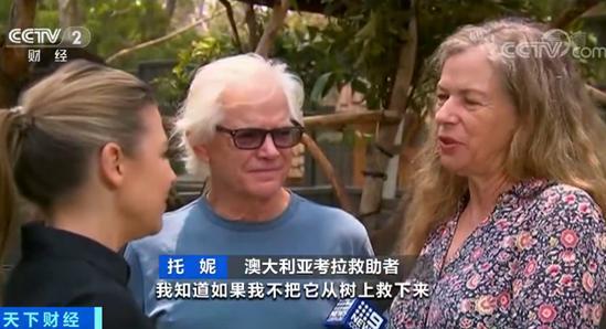 澳洲山火致上千只考拉被烧死 考拉或面临功能性灭绝